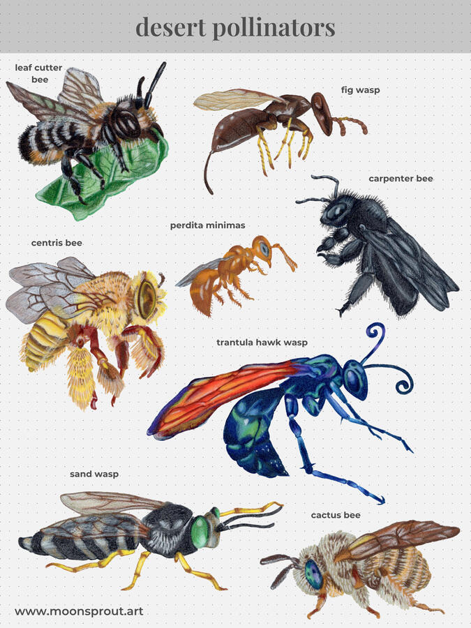 desert pollinators desert pollinators