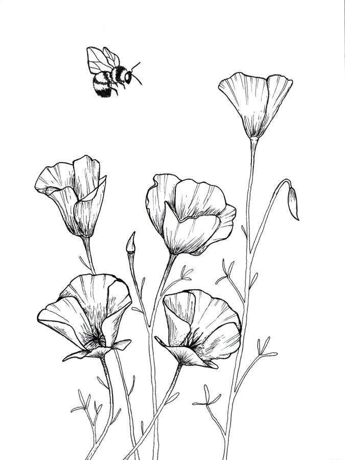 Sonoran Poppies Sonoran Poppies